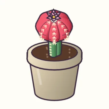 Moon Cactus 'Hibotan'