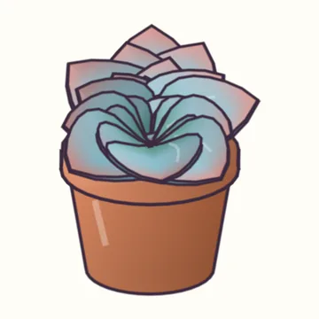 Echeveria 'Blue Bird'