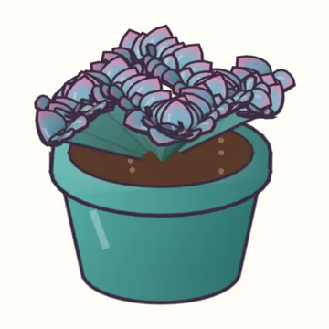 Echeveria 'Topsy Turvy' Cristata