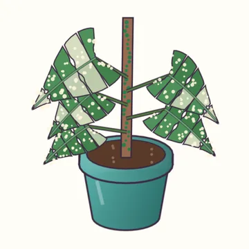 Monstera 'Thai Constellation'