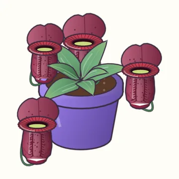 Nepenthes rajah