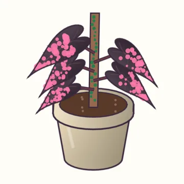 Philodendron 'Pink Princess'