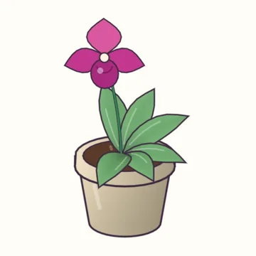 Phragmipedium kovachii